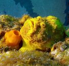 Frogfish (2).jpg