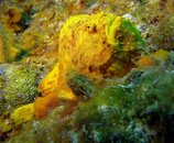 Frogfish (3).jpg