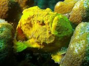 Frogfish.jpg