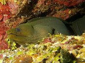 Green Moray Eel.jpg