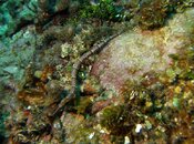 Pipefish (2).jpg