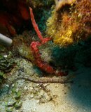 Pipefish.jpg