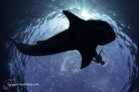 snorkel-with-whale-sharks-Isla-Mujeres.jpg