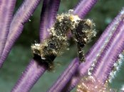 SEAHORSE11.jpg