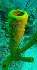 big yellow sponge cleaned 12 w x 23 high cropped.jpg