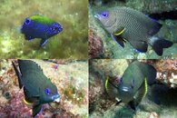 DDDB 649 whitetail damsel sm.jpg