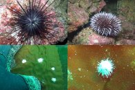 DDDB 650 white urchin.jpg