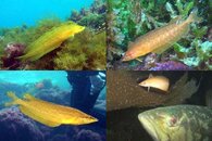 DDDB 652 kelpfish young sm.jpg