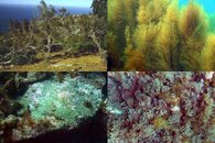 DDDB 651 sargassum allelopathy sm.jpg