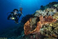 ET_14_Mar_Atauro_D09_085_700.jpg