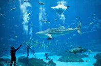 Whale Shark ATL.jpg