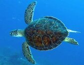 turtle.JPG