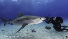 Tiger Shark Dive.jpg Tiger Shark Dive.jpg