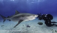 Tiger Shark Dive.jpg