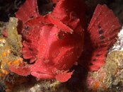 Rhinopias red5.1.jpg