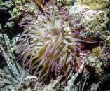 Anemone 3-01455.jpg Anemone 3-01455.jpg