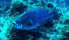 Blue Parrot-01597.jpg Blue Parrot-01597.jpg