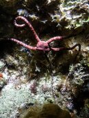 Brittle Star 1-01467.jpg