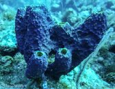 Coral 2-01396.jpg