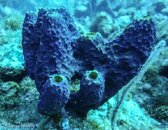 Coral 2-01396.jpg Coral 2-01396.jpg