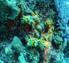 Coral 6-01564.jpg Coral 6-01564.jpg