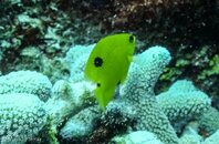 Juvenile-01552.jpg Juvenile-01552.jpg
