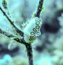 Nudi Branch 1-01378.jpg Nudi Branch 1-01378.jpg