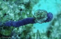 Nudi Branch 5-01401.jpg Nudi Branch 5-01401.jpg