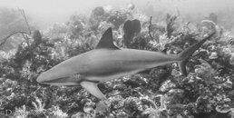Reef Shark 1-01497.jpg Reef Shark 1-01497.jpg
