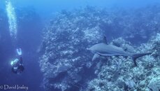 Reef Shark 2-01499.jpg