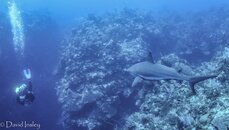Reef Shark 2-01499.jpg Reef Shark 2-01499.jpg