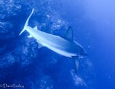 Shark 4-01529.jpg Shark 4-01529.jpg