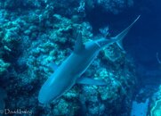 Shark 6-01579.jpg Shark 6-01579.jpg