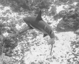 Shark 7-01581.jpg Shark 7-01581.jpg
