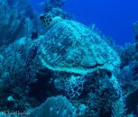Turtle 2-01434.jpg Turtle 2-01434.jpg
