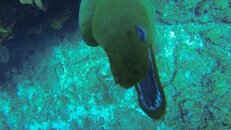 Barracuda.00_11_29_08.Still006.jpg