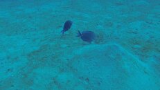 VTS_01_1.00_07_07_16.Still004.jpg