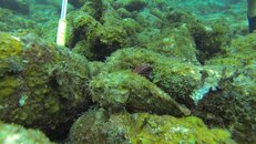 VTS_01_1.00_26_31_16.Still019.jpg