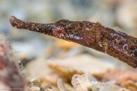 DSC01543-1.jpg