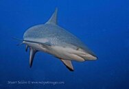 Reef Shark Final DSC_9247 sm ©.jpg Reef Shark Final DSC_9247 sm ©.jpg