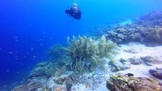 MH+Turtle+gogonian1.jpg MH+Turtle+gogonian1.jpg
