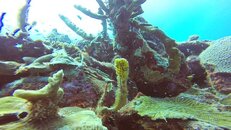 YellowSeahorse.jpg YellowSeahorse.jpg