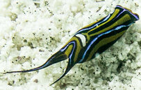 Slug Leech Headshield_2403.jpg