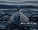 Winter Humpback.jpg