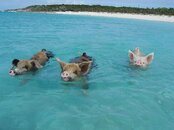 yes-pigs-swim.jpg
