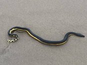 Yellow-bellied sea snake (Anna Iker).jpg