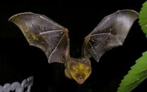 bat09.jpg