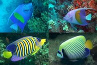 DDDB 658 Red Sea angelfish sm.jpg