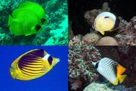 DDDB 659 Red Sea butterflyfish sm.jpg
