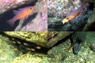 DDDB 660 fish babies sm.jpg DDDB 660 fish babies sm.jpg